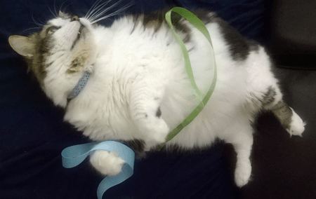 Milo, the Norwegian Forest/Maine Coon of Miriam Korpi, Data Entry Clerk in Marketing.