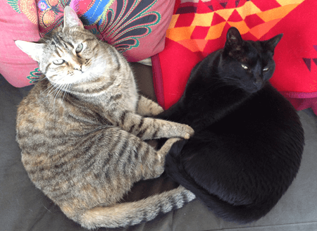 Shiva and Fig, the dynamic duo of Nancy Roberts, Social Media Consultant/Twitterer.