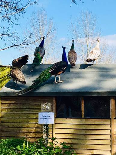 Glyndebourne Peacocks. Photo courtesy @GFOPromptDesk