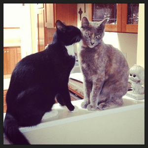 Cake and Marceline, the four-legged pals of Jennifer Jordan, Annual Giving Manager.