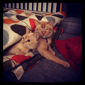 Isabell and Tobias, the furry friends of DeAnna Sherer, Music Planning Manager.