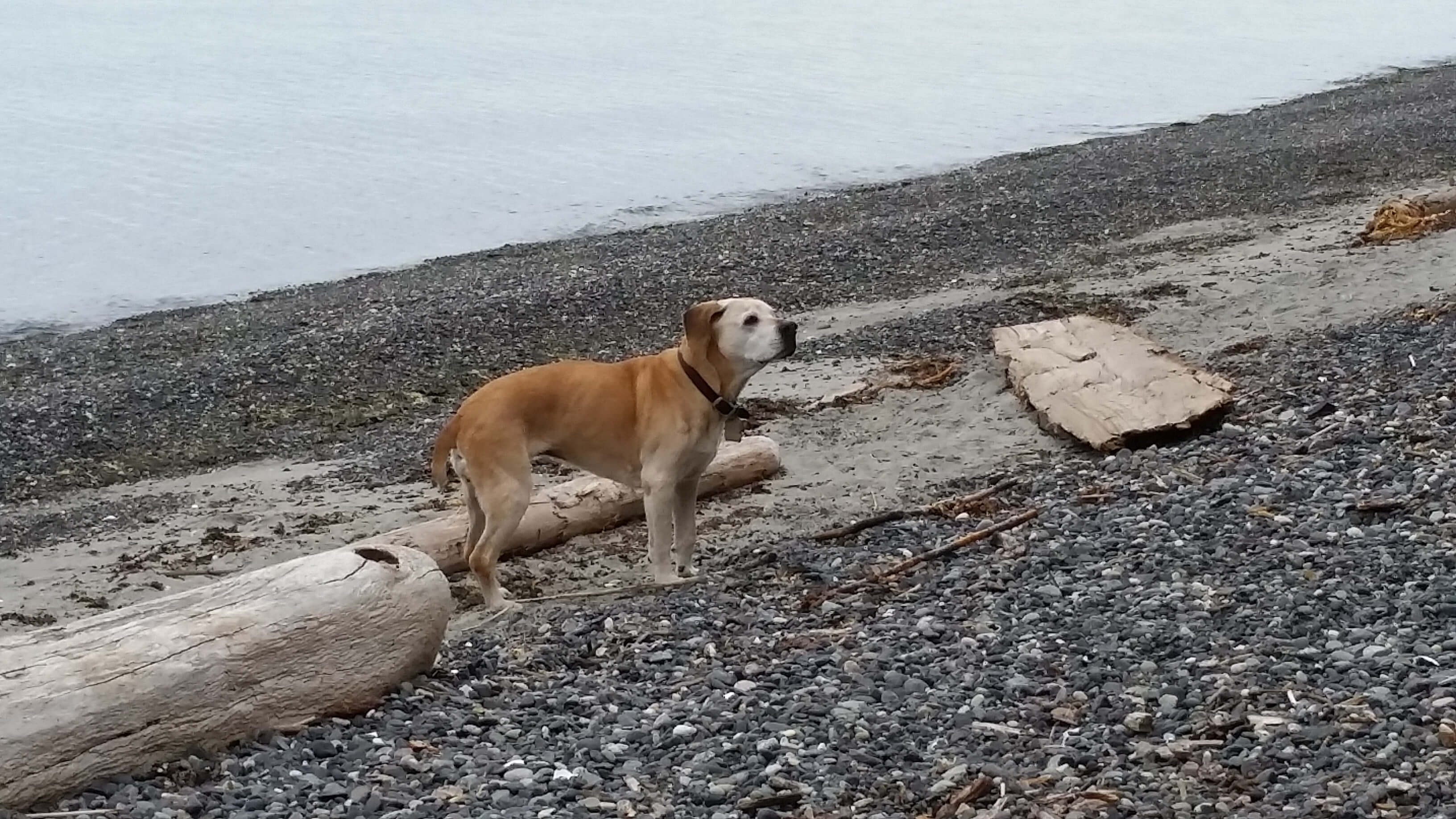 Medallion Society Concierge Manager Rebecca Page’s senior dog Maggie in her happy place.