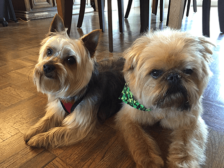 Cleo and Scruffy, the cuddly cuties of Pamela Sevilla (Sr. Manager, Creative and Digital).