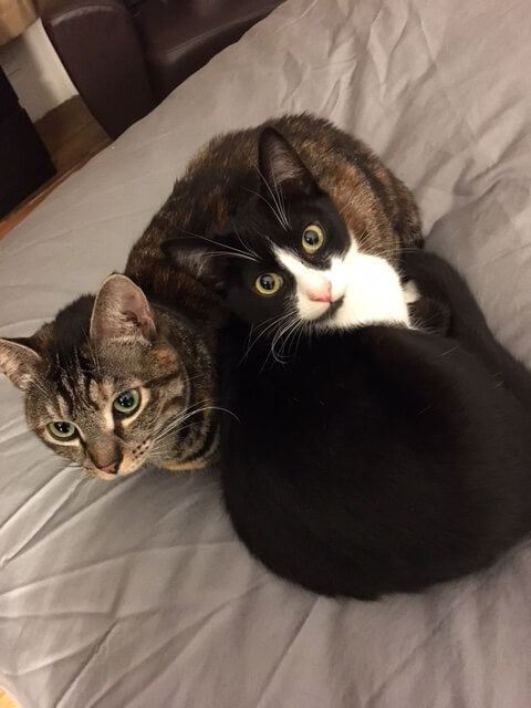 Community Programs Manager Alyssa Stone, has two cuddly kitties Addie (brown) and Figgy (tux).