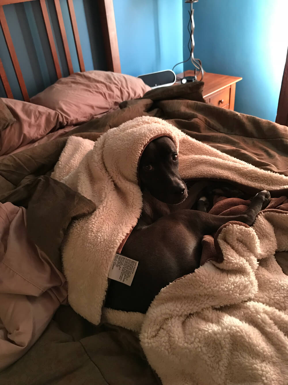 Getting out of bed in the morning can be hard. Ella Pitzgerald, the pup of Director of Development Andrew Morgan, understands the struggle.