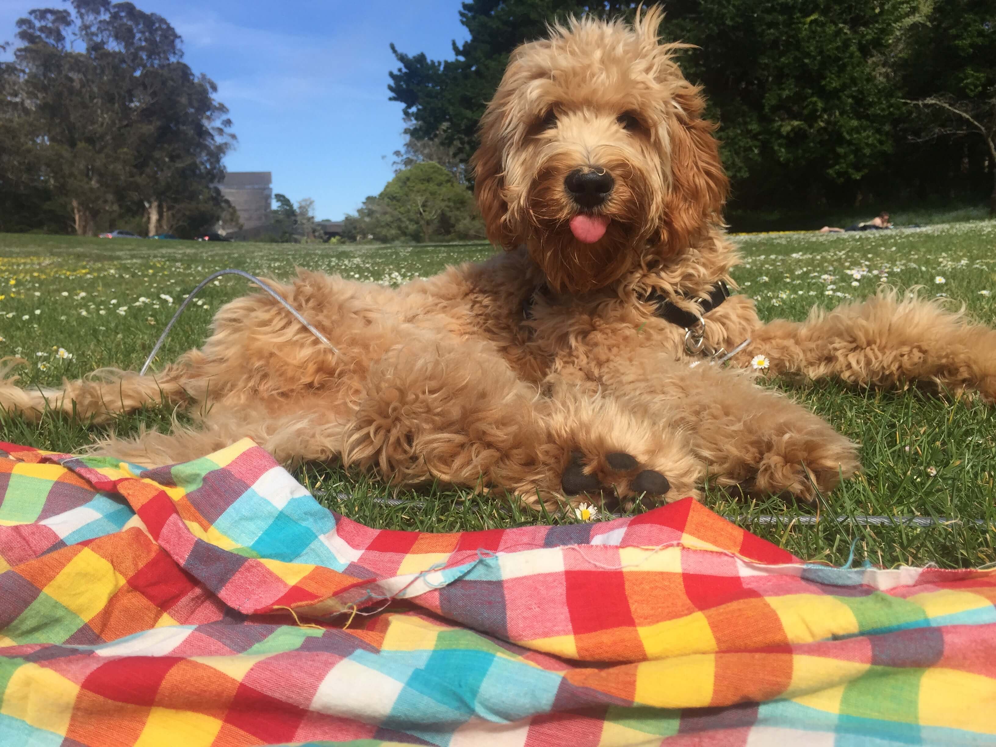 Assistant Stage Manager, Jessica Barker's dog Freddie is a classy pup. Here he is enjoying a picnic at Golden Gate Park.