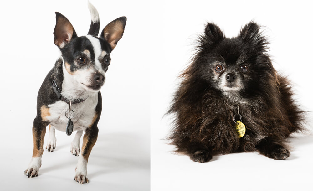 Dageea and Urchin have been hard at work helping their mom Galen Till (Costume Production Supervisor) watch Ring cycle archival videos to prepare for the upcoming summer season.
