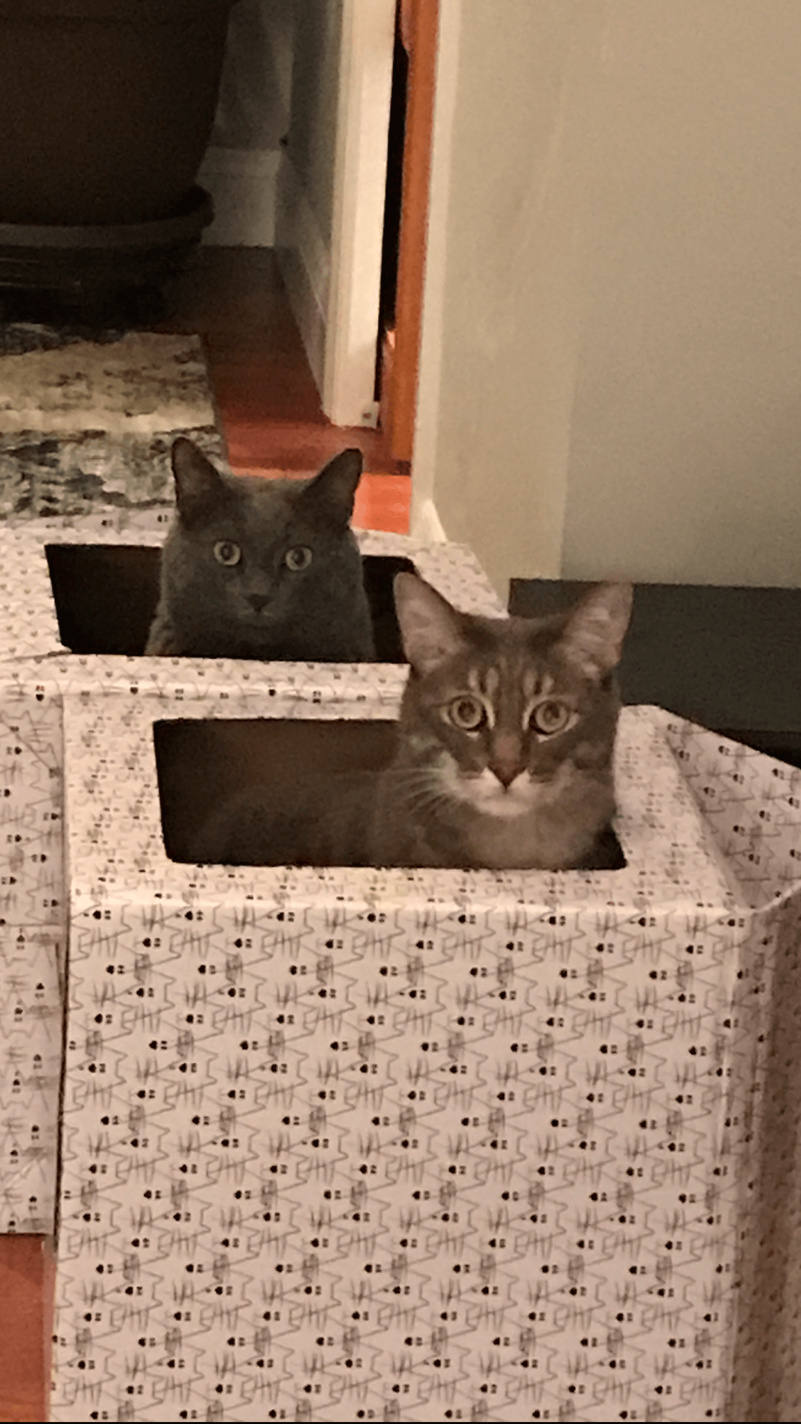 Bandit and Tiger Churchwell, kitties of John Churchwell (Head of Music Staff), have keen ears for beautiful music.