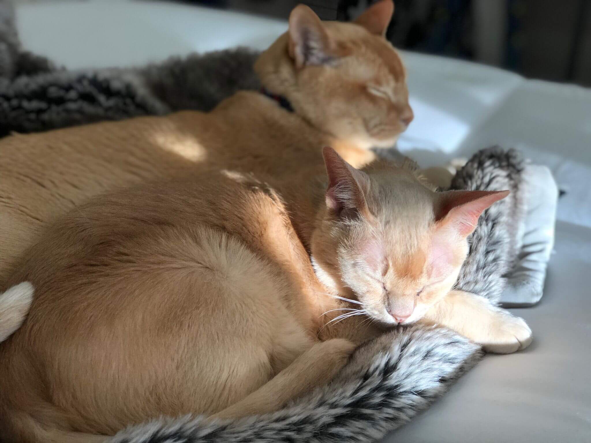 Isabell and Tobias, the kitties of DeAnna Sherer (Music Planning Manager) are 14 and 13 years old, respectively. They enjoy sleeping, jumping to very high places from which they cannot get down, demanding attention from any and all humans, and eating things they're not supposed to.