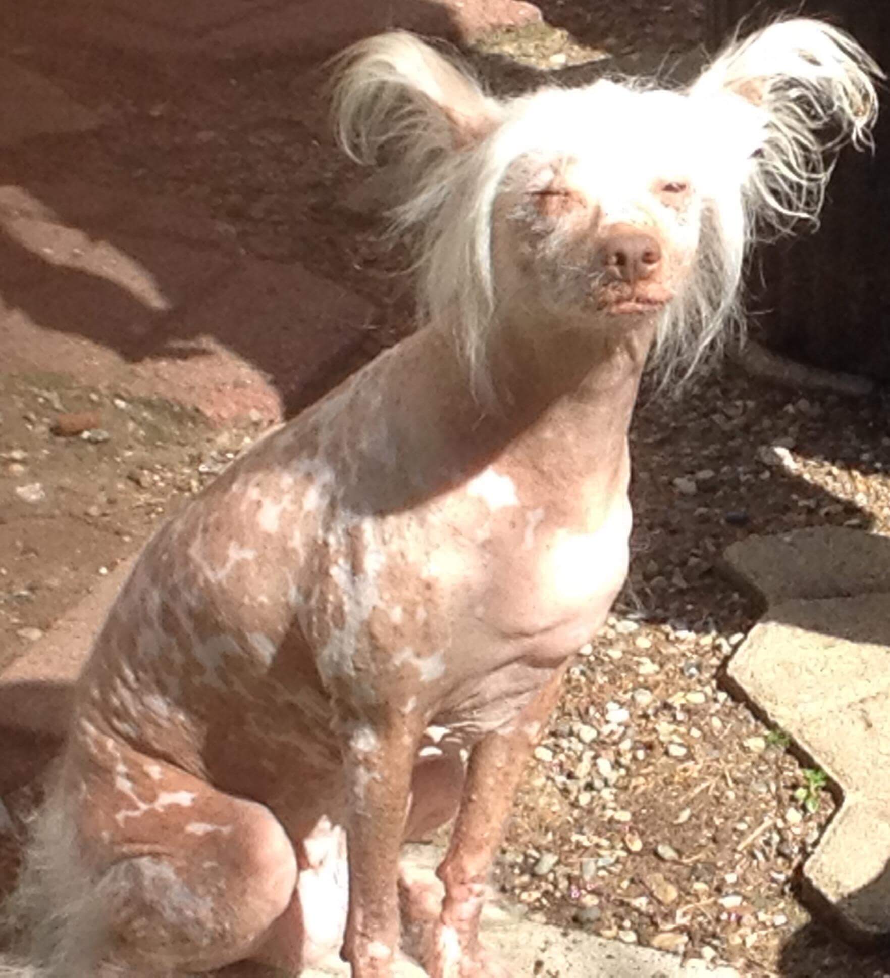 Ivy Lou is a Chinese crested hairless who was rescued from a puppy mill in the North Bay in 2014 by Costume Shop Manager, Jai Alltizer. Ivy enjoys being lazy, fixing her hair & taking long walks at the beach with lots of sunscreen!