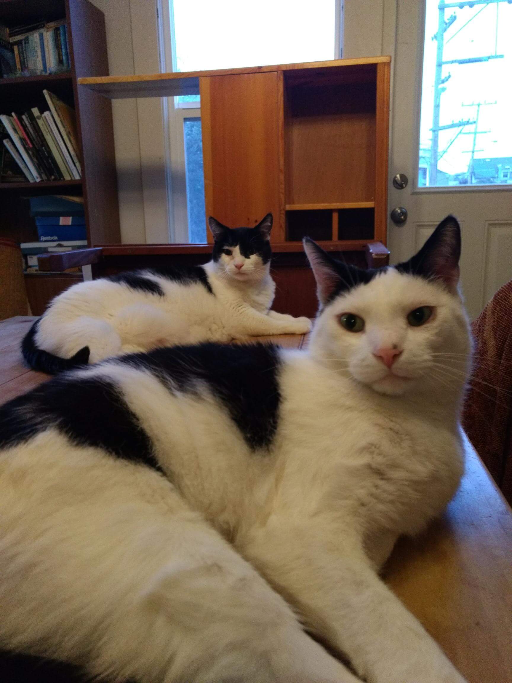 Brothers Lefty and Righty are Assistant Technical Director Chris Largent's fur babies. Lefty is the fastest tri-pod kitty you can find. Righty loves to eat…but is still a cute little cow cat!