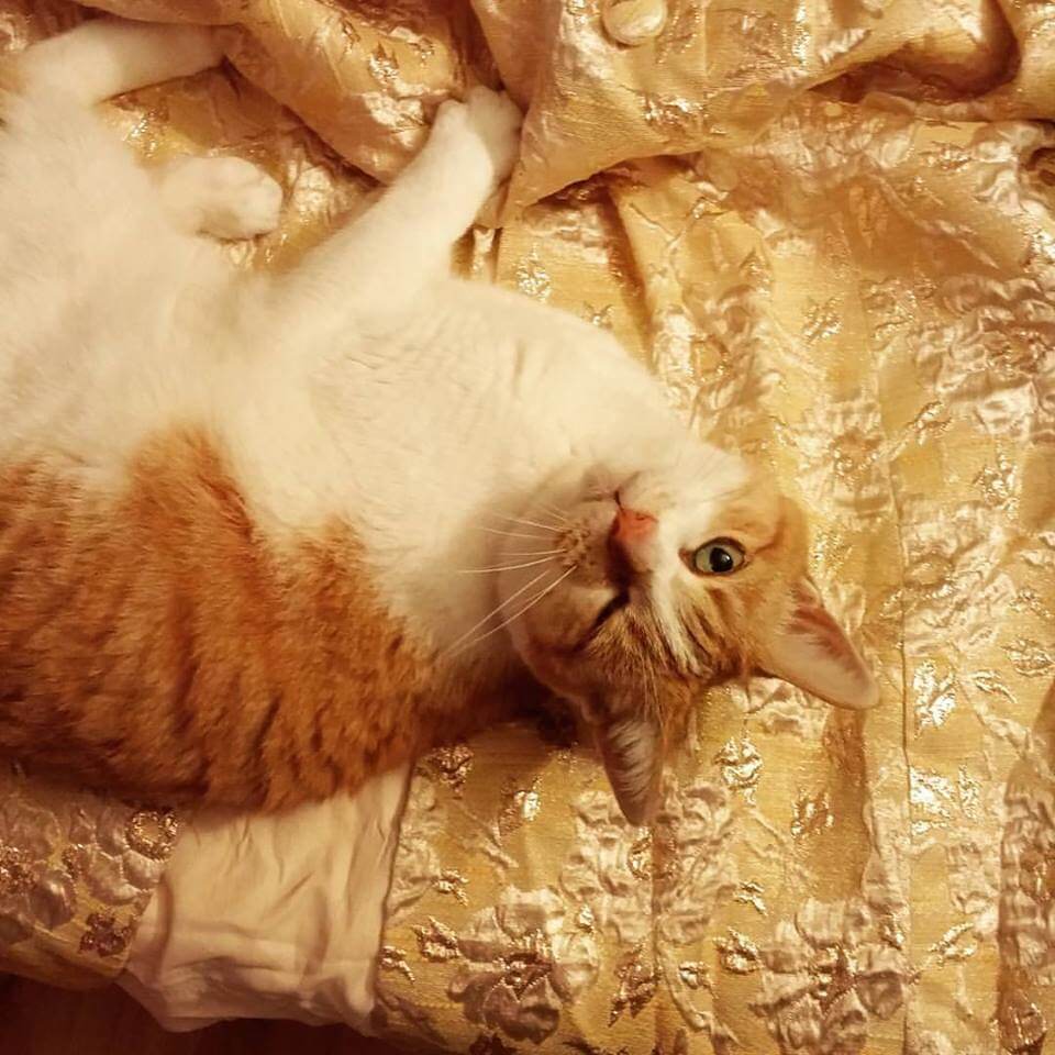 Margot, kitty of Elizabeth Kuntze (Annual Giving Assistant Manager), is a purrrrfect furry companion. Wink wink.