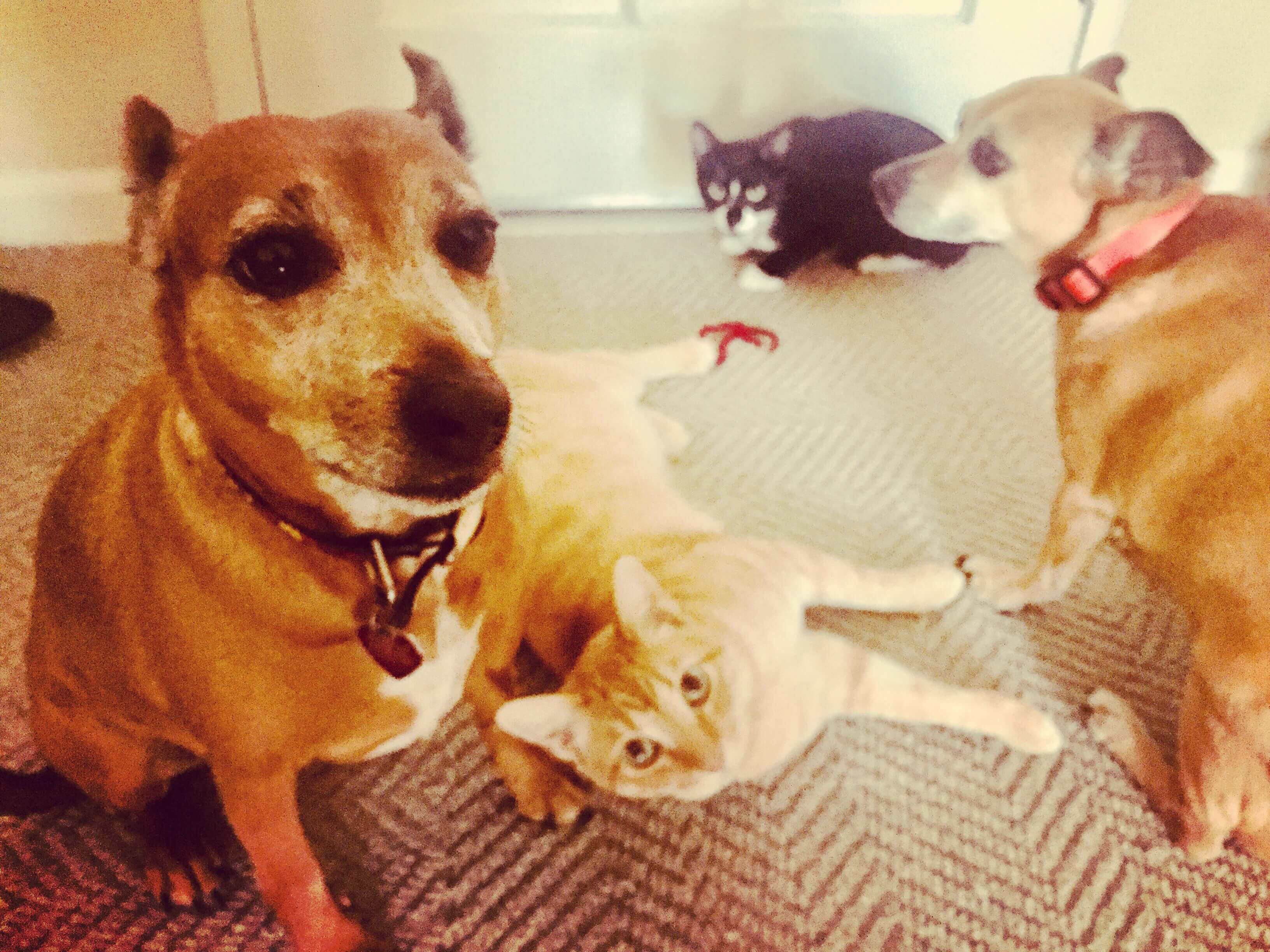 Leadership Giving Officer Joo Eun Lee’s morning fur baby barricade. Dogs Penny and Bodhi and cats Vincent and Beethoven don’t like when their mom leaves for work.