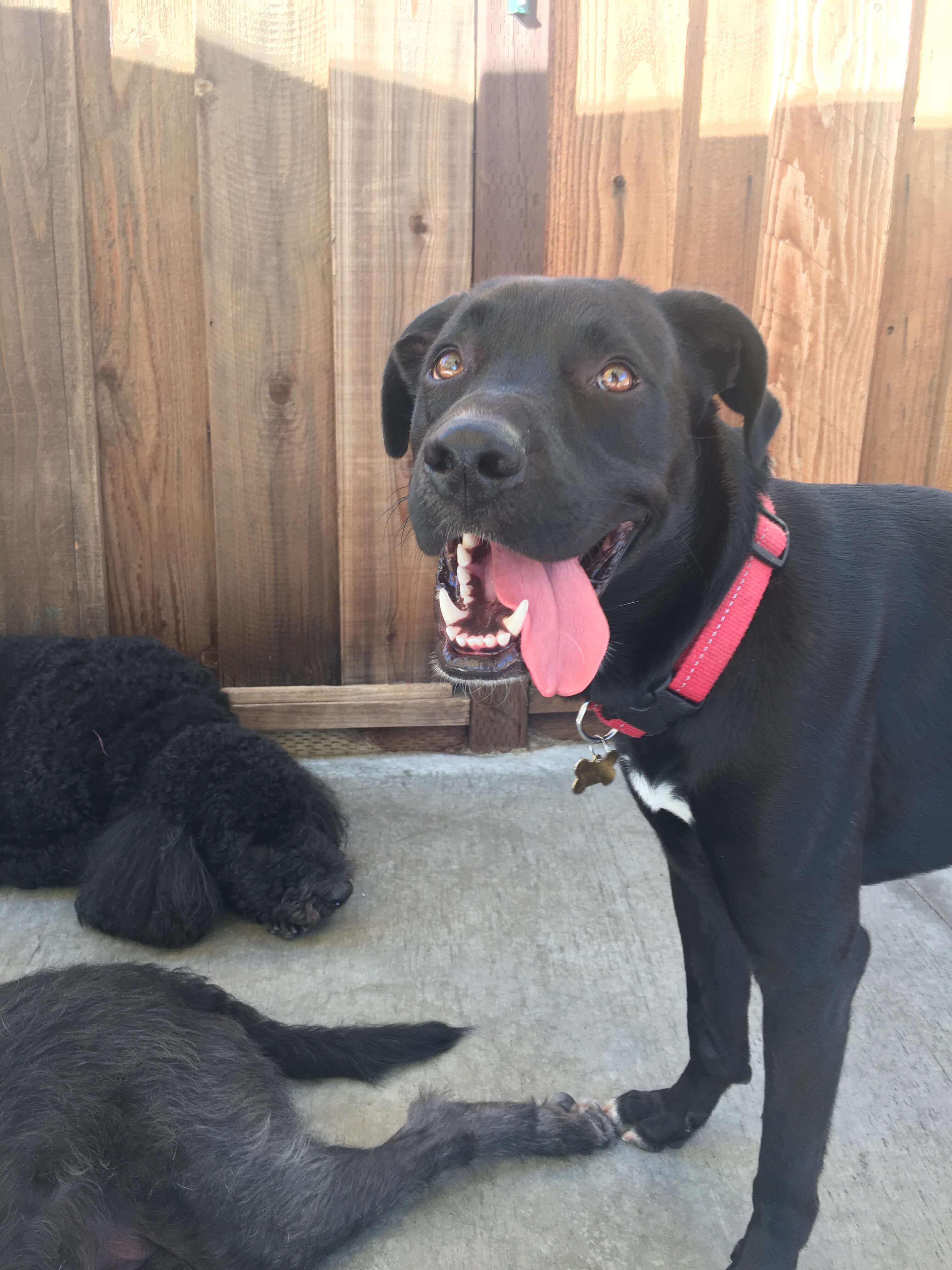 Riker, fur baby of Web and Email Manager Amy Garcia, is quite the ladies man. He enjoys hanging with his girlfriend(s) at daycare, chasing tennis balls and watching TV with mom and dad.