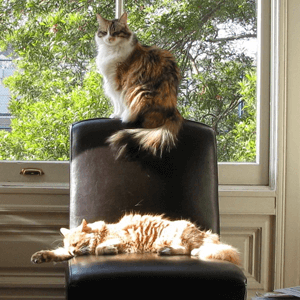 Squeaky Bijou la Belle adn Lucy (in loving memory) the furry companions of Cathy Lewis, Principal Giving Manager.