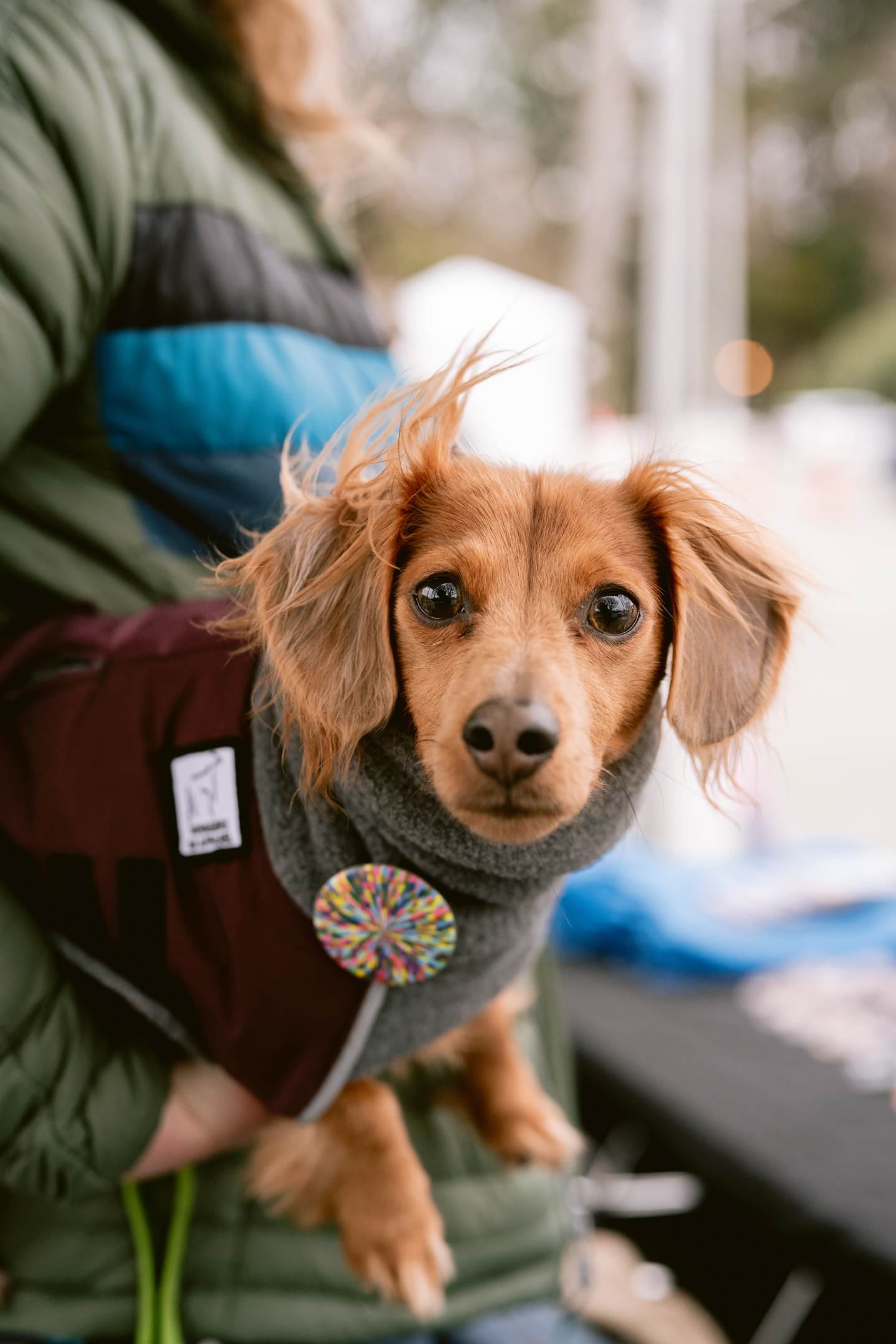 Dog wearing a sweater and a SFO pin