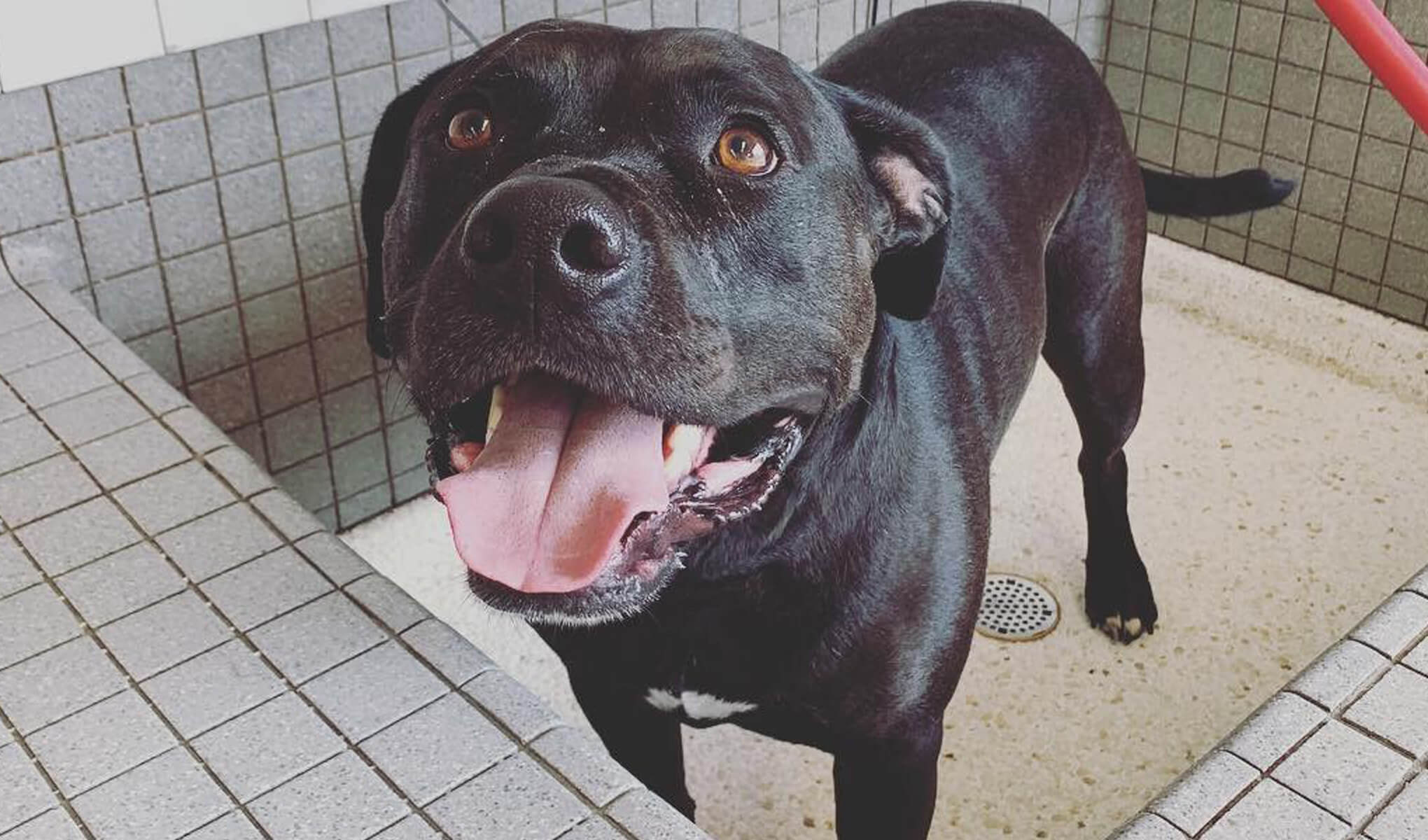 Meet Addie Posey, canine companion to BRAVO! CLUB vice president Xanadu Bruggers. She can snore to the tune of the Habanera song, and like any great singer before her, she likes to warm up her voice in the bath — the acoustics there are sublime!