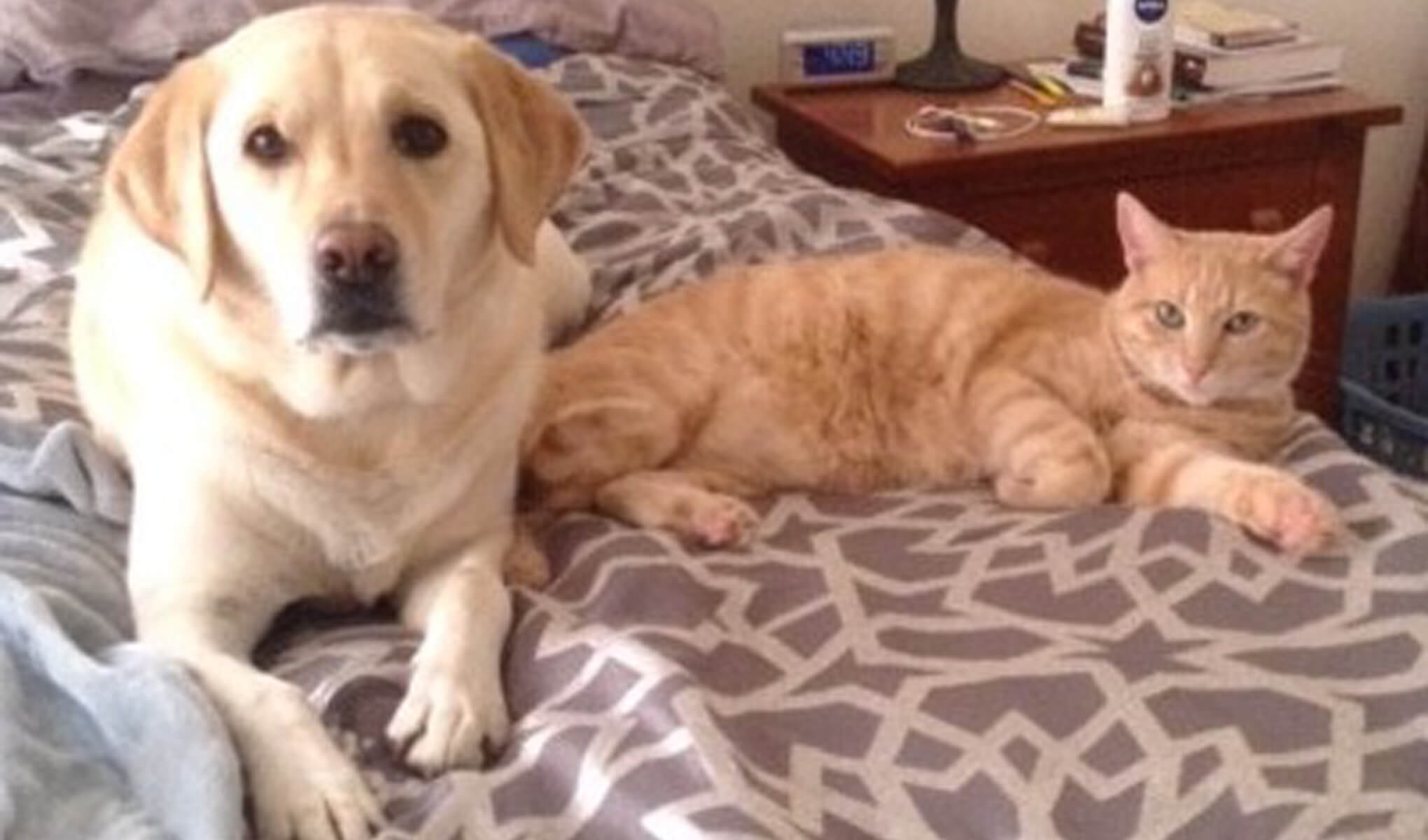 Next up are two pets who are reportedly thick as thieves: Sadie the yellow lab and Tico the cat. This adorable duo like to stir up trouble for Eric Rubio, San Francisco Opera’s chief information officer. They’re keeping you sharp for the drama of the opera house, Eric!