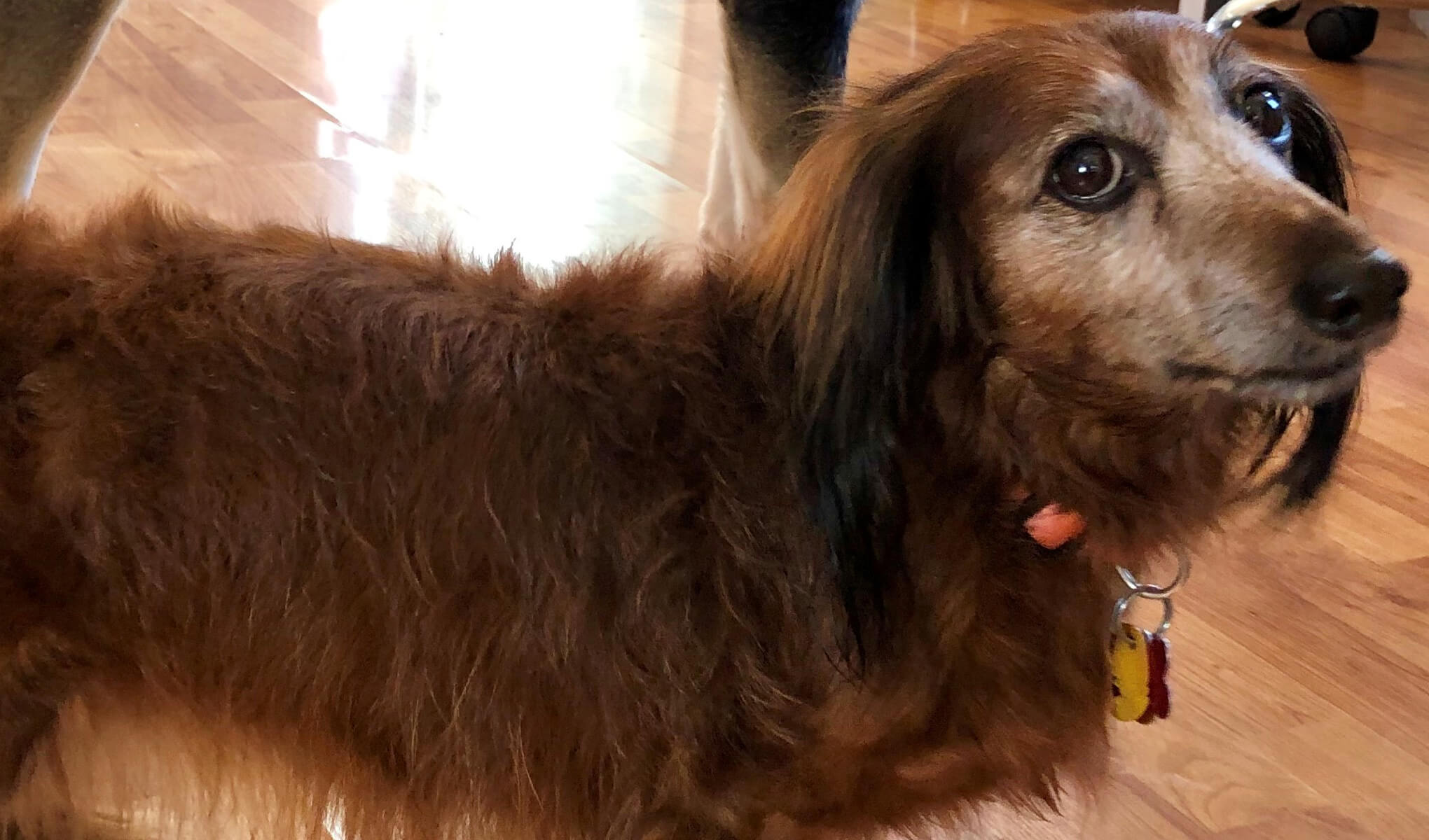 Our director of human resources Sarah DeCuir has two loving fur babies, the first being Wonton here. This 12-year-old long-haired dachshund is posing fresh from the bath for this photo. Normally, she’s a total lap dog, snuggling and sleeping the whole day through.