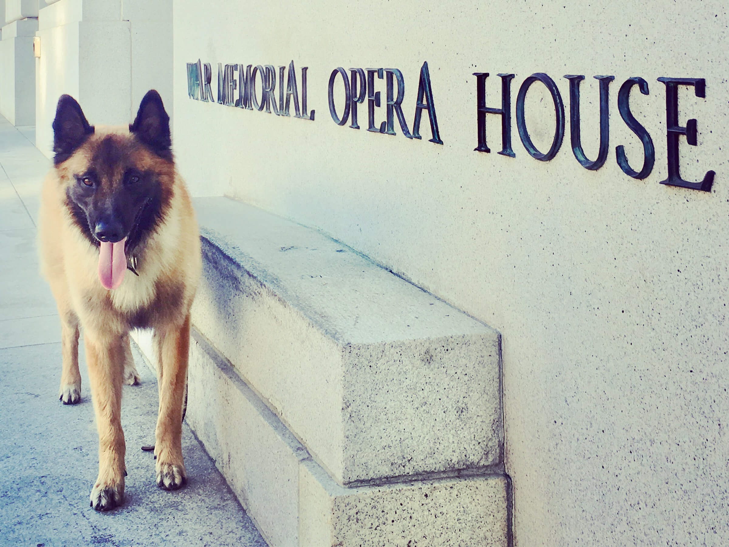 Dog in front of the War Memorial Opera House