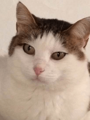 Odabella, the friendly furball of Nicola Luisotti, Music Director.