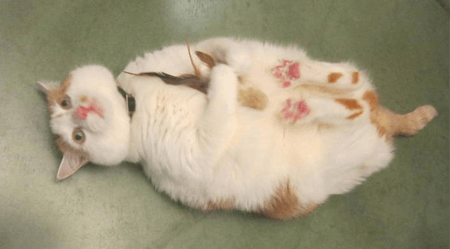 Hank, the playful friend of Eliza Fox, Receptionist / Administrative Assistant.
