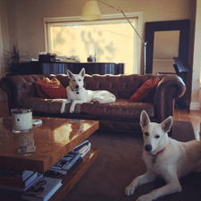 Jimmy Marcheso, Assistant Stage Manager, and Joseph Marcheso, Assistant Conductor/Prompter and their four-legged friends,&nbsp;Wilberforce and Buddy&mdash;@polarbearbros on Instagram!