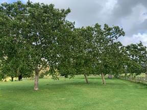 trees