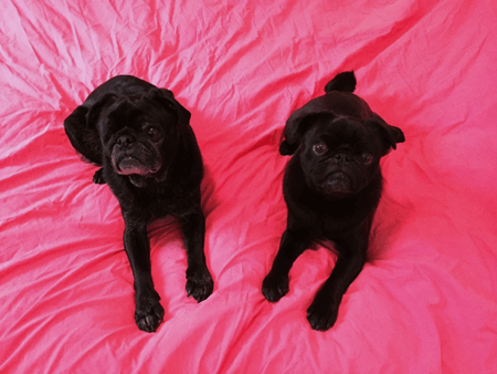 Thea Railey,&nbsp;Assistant Stage Manager, and her pugs,&nbsp;Frank & Bean.