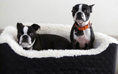 Matthew Shilvock, Associate General Director, and his Boston Terriers,&nbsp;Brantley and Abigail.