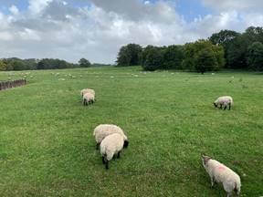 sheep