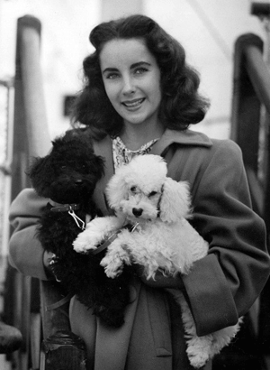 Elizabeth Taylor and her dogs.